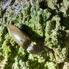 Pyrophorus