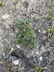 Potentilla hookeriana