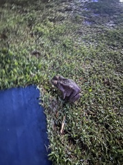 Rhinella diptycha