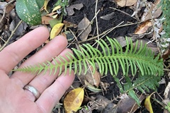Blechnum australe
