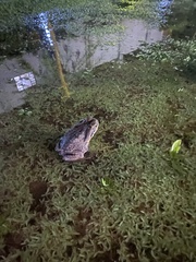 Rhinella diptycha