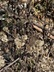 Pseudognaphalium beneolens