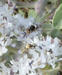 Mythicomyiidae