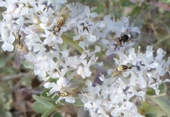 Mythicomyiidae