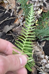 Blechnum australe
