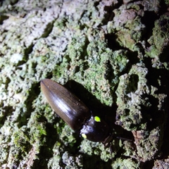 Pyrophorus