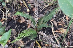 Blechnum australe