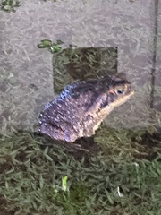 Rhinella diptycha