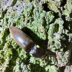 Pyrophorus