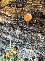 Scutellinia