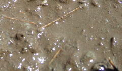 Rhabdammina