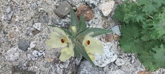 Mohavea confertiflora