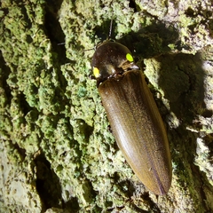 Pyrophorus