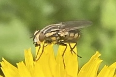Oxysarcodexia varia