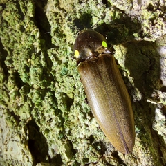 Pyrophorus