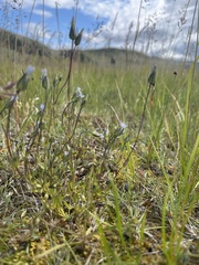 Gentianeae