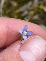 Gentianeae