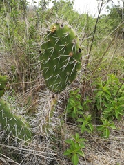 Opuntia lasiacantha