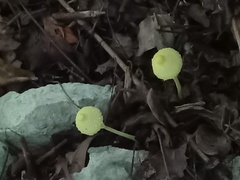 Leucocoprinus