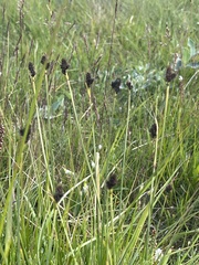 Carex norvegica