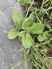 Salpichroa origanifolia