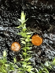 Scutellinia