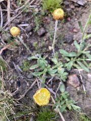 Coronidium scorpioides