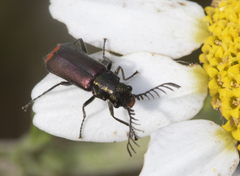 Haplomalachius flabellatus