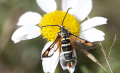 Pyropteron minianiforme