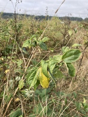 Philadelphus lewisii