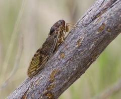 Diceroprocta swalei