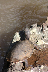 Phrynops williamsi