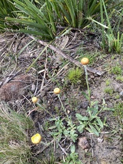 Coronidium scorpioides