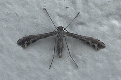 Singularia alternaria