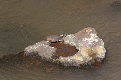 Phrynops williamsi