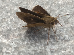 Polites vibex praeceps