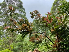 Macadamia tetraphylla