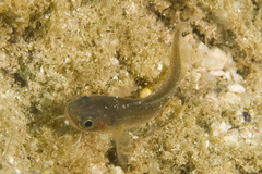 Pseudophycis breviuscula