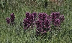 Acanthus spinosus