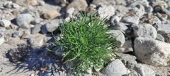 Peucephyllum schottii
