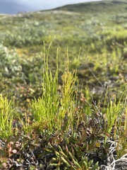 Equisetum