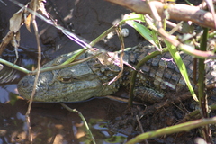 Caiman latirostris