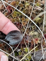 Parnassia glauca