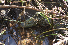 Caiman latirostris