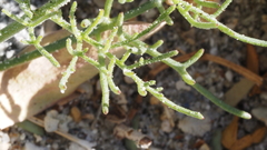 Chaenactis carphoclinia