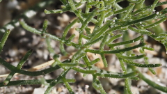 Chaenactis carphoclinia