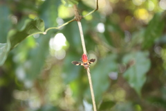 Oncopeltus unifasciatellus