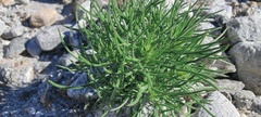 Peucephyllum schottii