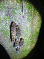 Lepidoptera