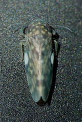 Xestocephalus